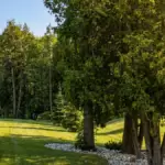 A seamless blend: Mature trees successfully integrated into the new landscape design.